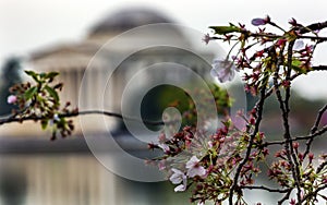 Cherry Blossoms Tidal Basin Jefferson Memorial Washington DC