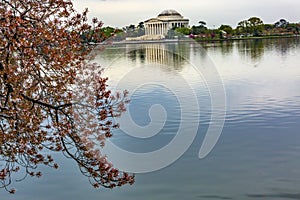 Cherry Blossoms Tidal Basin Jefferson Memorial Washington DC