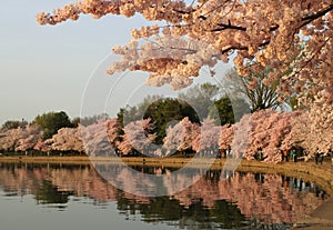 Cherry blossoms tidal basin photo