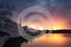 Cherry Blossoms on the Tidal Basin with Washington Monument and a Fiery Sky