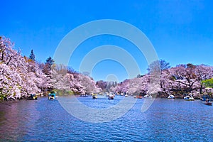 cherry blossoms in tokyo