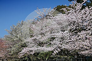 Cherry blossoms in Tokyo