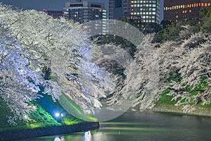 Cherry blossoms in Tokyo, Japan