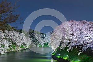 Cherry blossoms in Tokyo, Japan