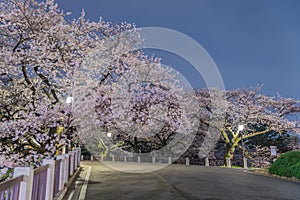 Cherry blossoms in Tokyo, Japan