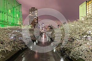 Cherry blossoms in Tokyo, Japan