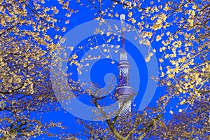 Cherry blossoms and the Tokyo Skytree in Tokyo at dusk