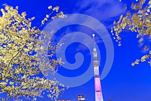 Cherry blossoms and the Tokyo Skytree in Tokyo at dusk