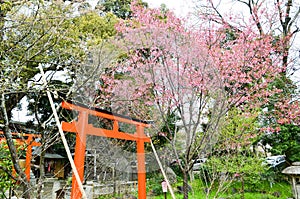 Cherry blossoms and Torii Gate in Hirano Jinja Shrine, Kyoto