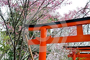 Cherry blossoms and Torii Gate in Hirano Jinja Shrine, Kyoto