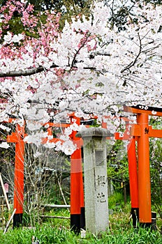 Cherry blossoms and Torii Gate in Hirano Jinja Shrine, Kyoto