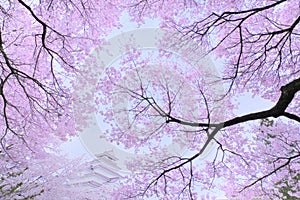 Cherry blossoms with traditional castle