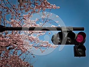 Cherry blossoms and traffic lights