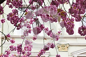 Cherry blossoms on tree against building