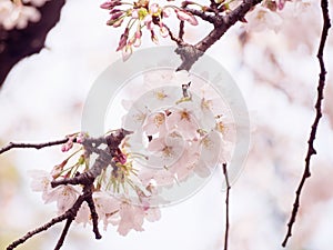 Cherry blossoms on tree in Japan