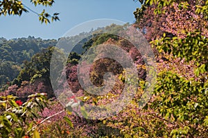 Cherry Blossoms tree on the mountain Khun-Chang-Kian Chiang Mai ,Thailand.