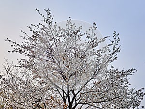 Cherry blossoms on the tree during spring time in South Korea