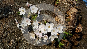 Cherry blossoms on tree trunk