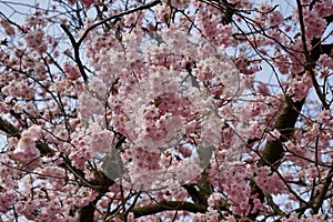 Cherry blossoms on tree, twigs and blue sky