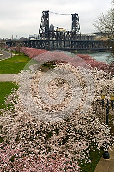 Cherry Blossoms Trees along Portland Waterfront