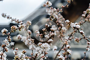 Cherry blossoms trees in a garden at Seoul, South Korea. photo