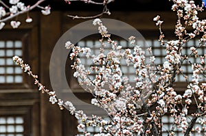 Cherry blossoms trees in a garden at Seoul, South Korea. photo