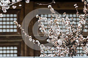 Cherry blossoms trees in a garden at Seoul, South Korea. photo