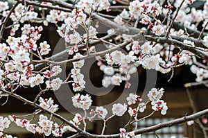 Cherry blossoms trees trees n a garden at Seoul, South Korea. photo