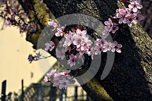 Cherry blossoms on the trunk of the tree seen up close