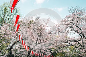 Cherry blossoms in Ueno Park, Tokyo, Japan. Text mean Happy New