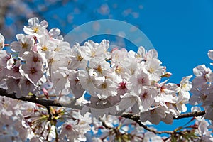 Cherry blossoms in Ueno Toshogu Shrine, Ueno Park, Tokyo, Japan.