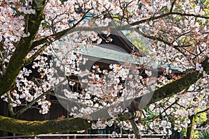 Cherry blossoms in Ueno Toshogu Shrine, Ueno Park, Tokyo, Japan.