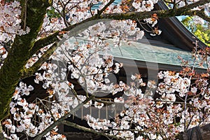 Cherry blossoms in Ueno Toshogu Shrine, Ueno Park, Tokyo, Japan.