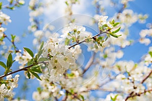 Cherry blossoms - umbrellas.