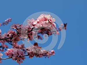 Cherry blossoms under the blue sky.