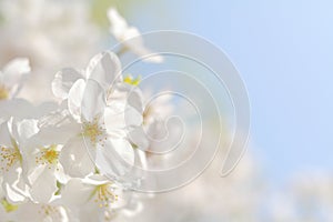 Cherry blossoms under the blue sky in Japan