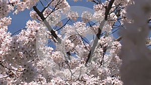 Cherry blossoms up close focus shift