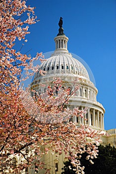 Cherry Blossoms at US Capitol