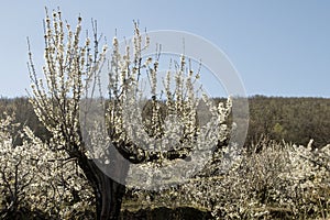 Cherry blossoms in Valle del Jerte