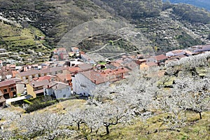 Cherry blossoms in Valle del Jerte, Caceres, Spain