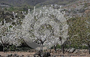 Cherry blossoms in the Valley of Jerte photo