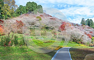 Cherry blossoms at the village Obara.