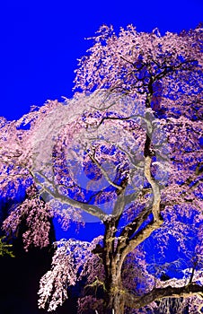 Cherry blossoms