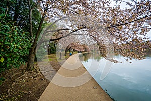 Cherry blossoms and walkway along the Tidal Basin, in Washington, DC