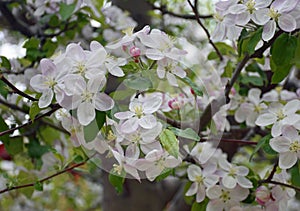 Cherry Blossoms on a warm summer day