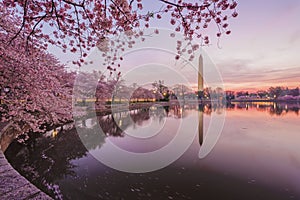 Cherry Blossoms, Washington D.C.