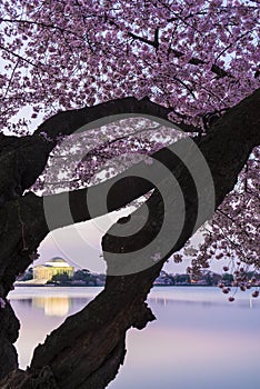 Cherry Blossoms, Washington D.C.