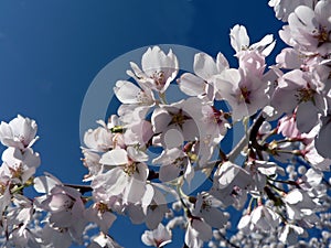 Cherry blossoms of Washington, DC '08 11