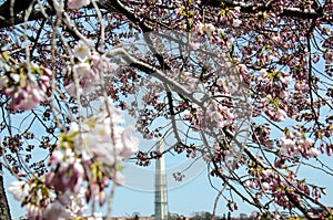 Cherry Blossoms in Washington DC