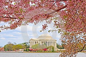 Cherry Blossoms at Washington DC